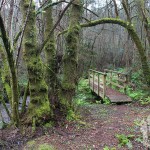 Puente Río Aceiteiro (San Sadurniño)