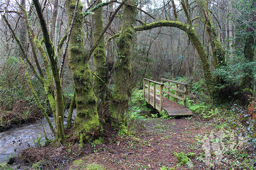 Puente Río Aceiteiro (San Sadurniño)