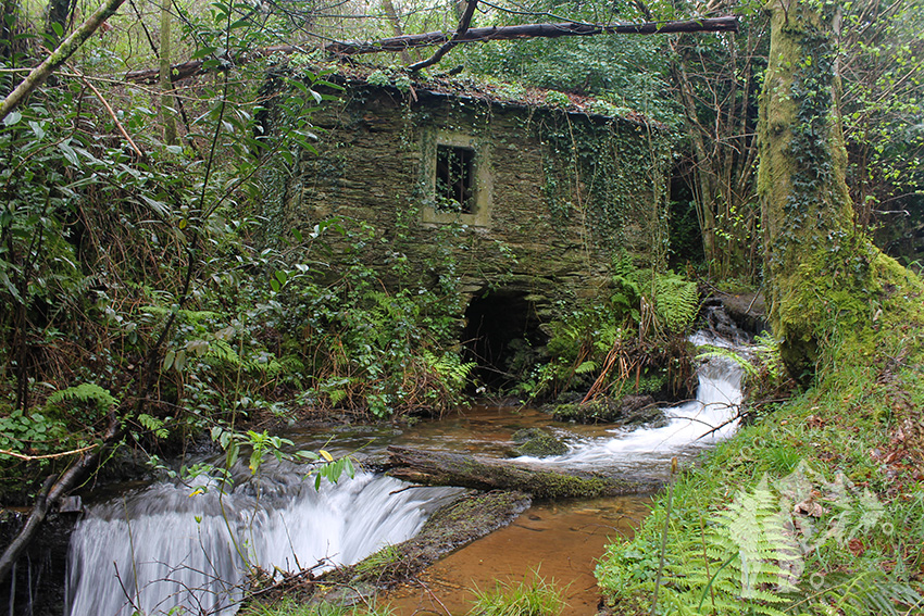 Molino