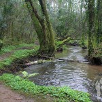 Río Aceiteiro (San Sadurniño)