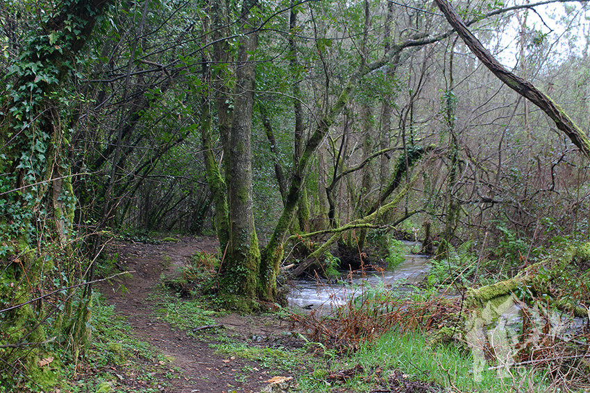 Río Aceiteiro (San Sadurniño)
