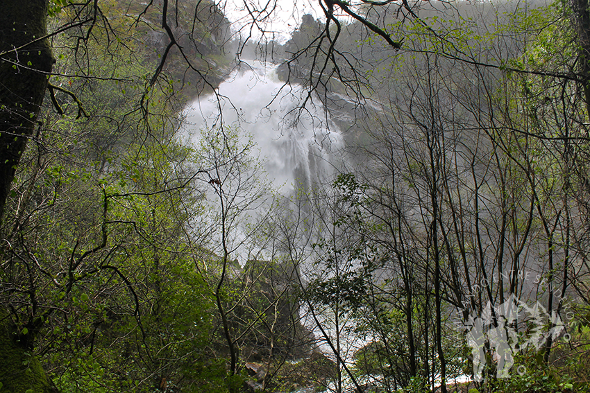 Fervenza de Belelle