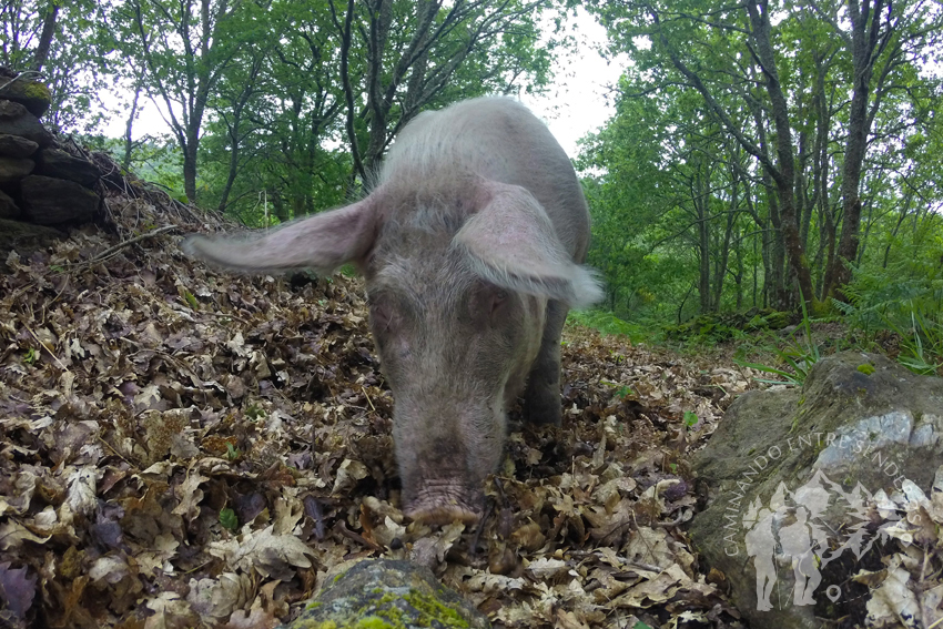 Un cerdo curioso