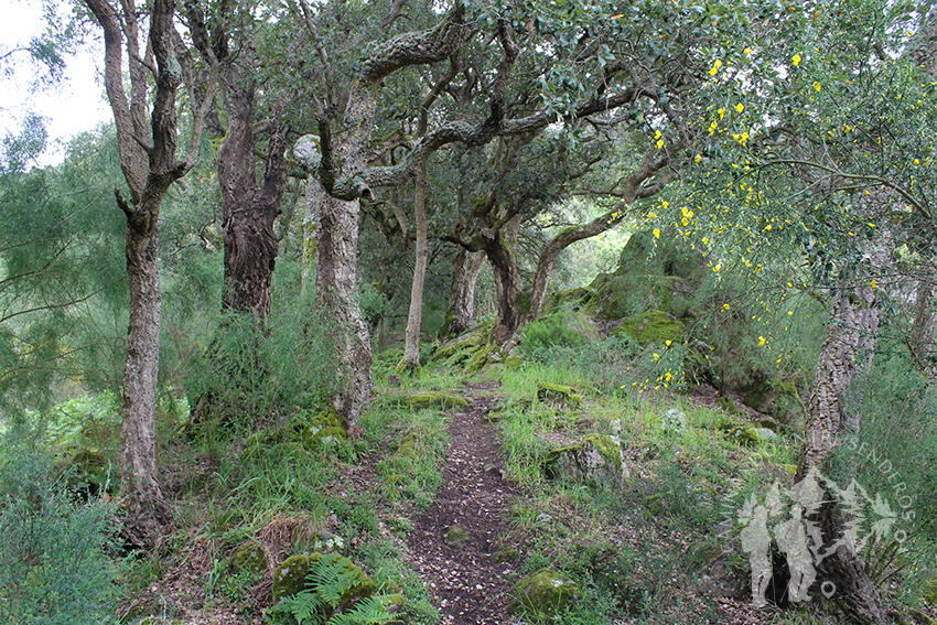 Bosque de alcornoques