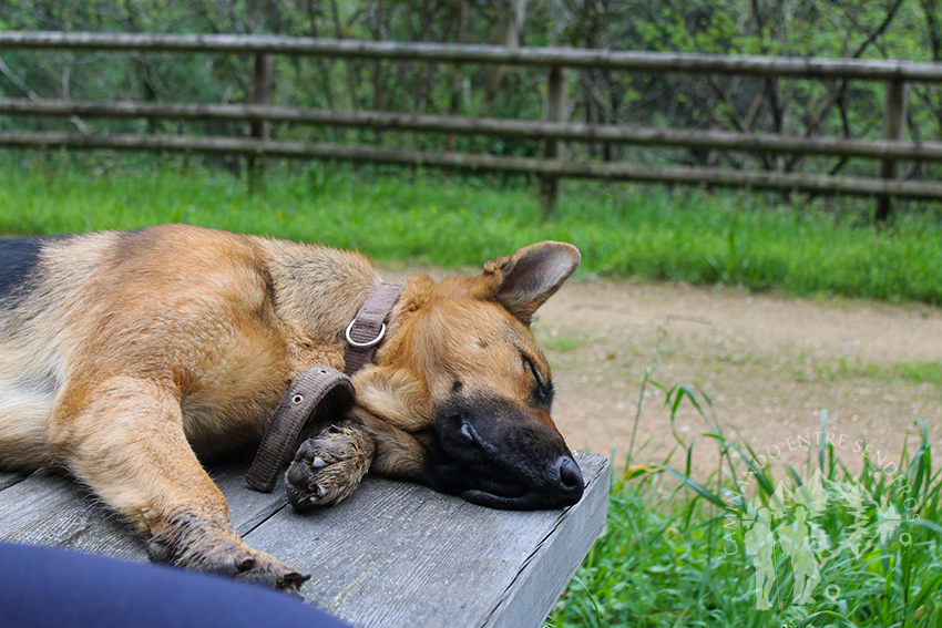 Pequeña siesta de Flopi