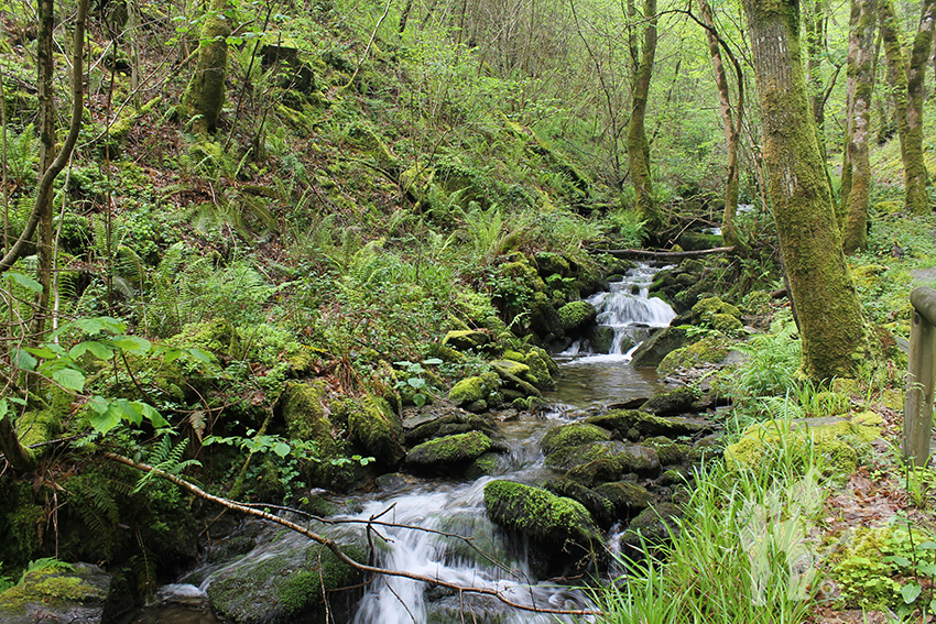 Arroyo de la Salgueira