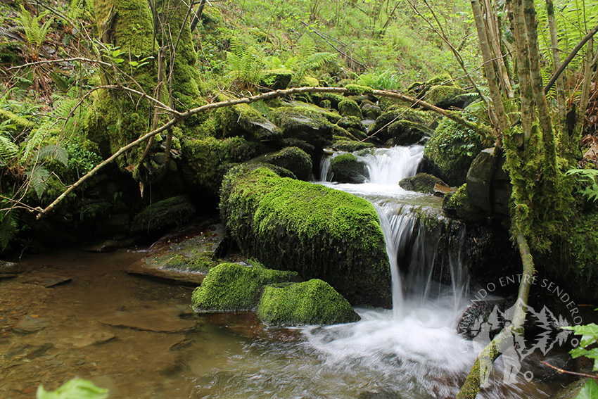 Arroyo de la Salgueira