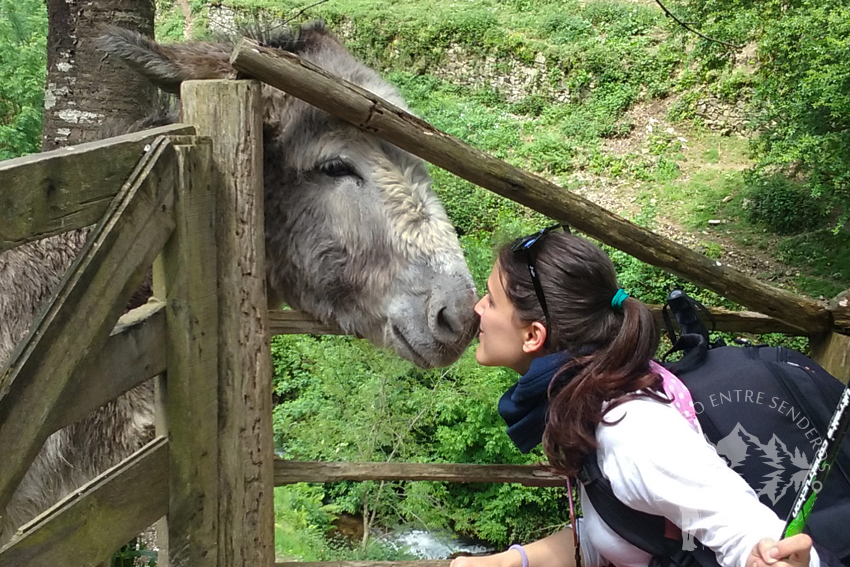 Burro (Os Teixóis)