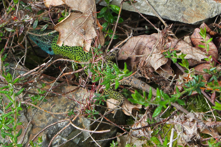 Lagarto