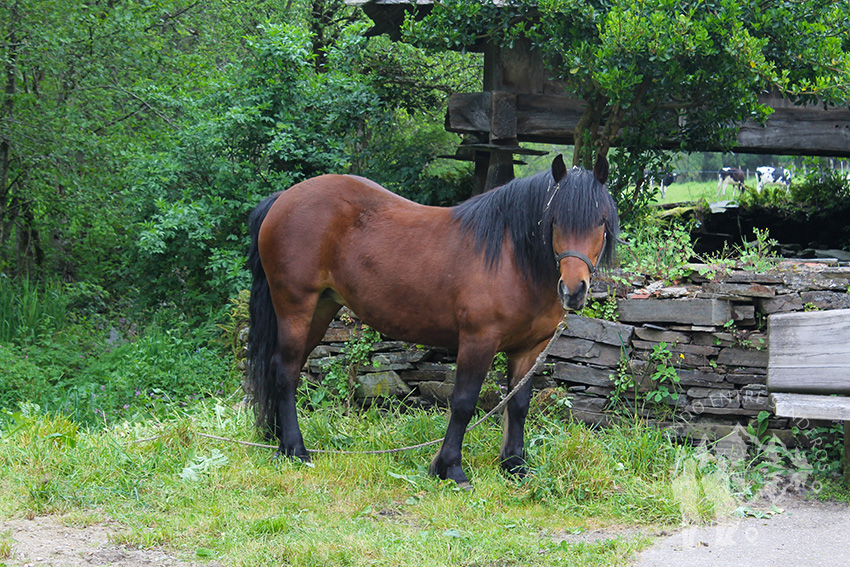 Caballo