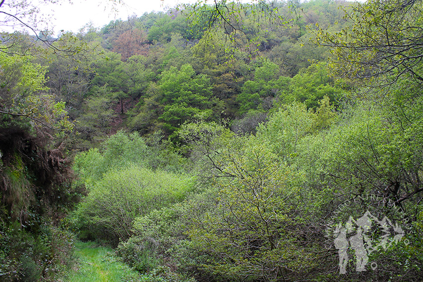 Frondoso bosque de castaños y carballos