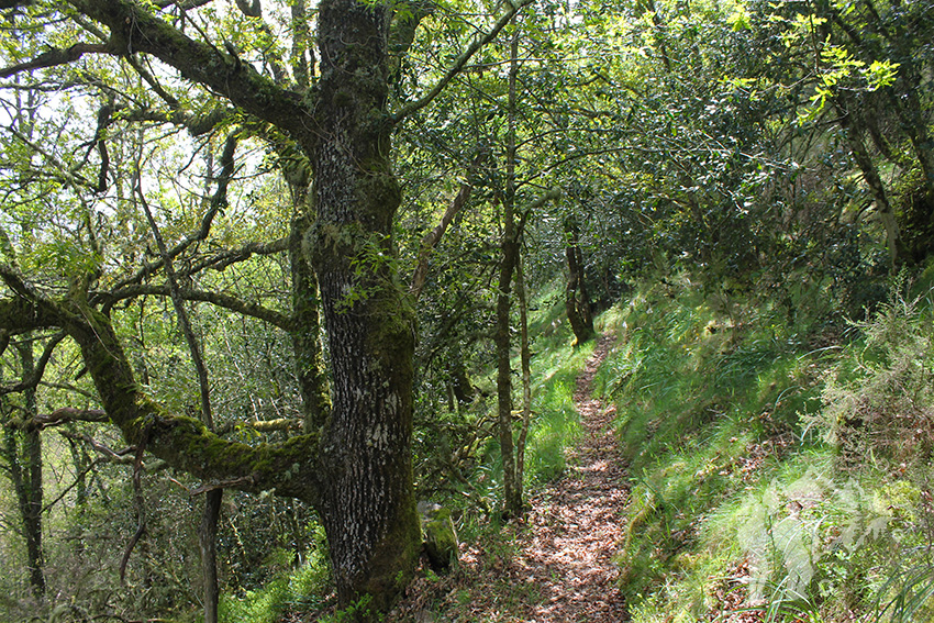 Frondoso bosque de castaños y carballos