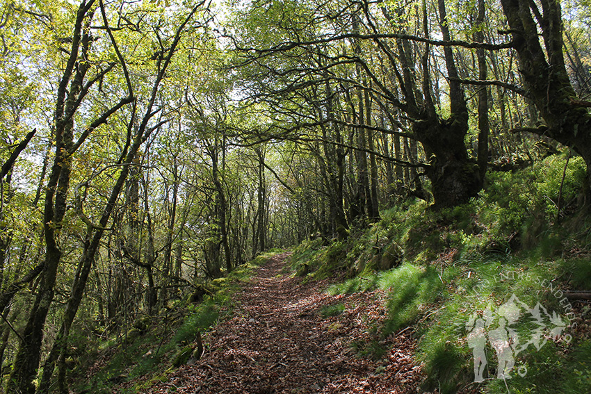 Frondoso bosque de castaños y carballos