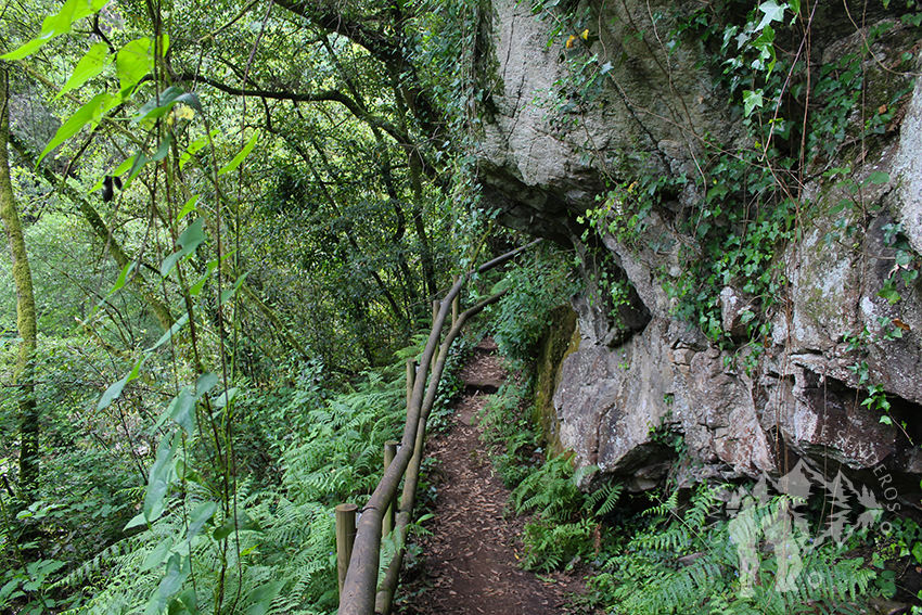 Bosque da Fervenza do río Toxa