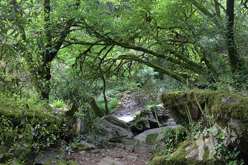 Bosque da Fervenza do río Toxa