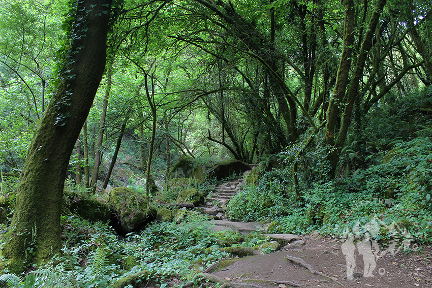 Bosque da Fervenza do río Toxa