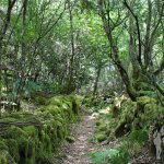 Bosque autóctono de Vilanova