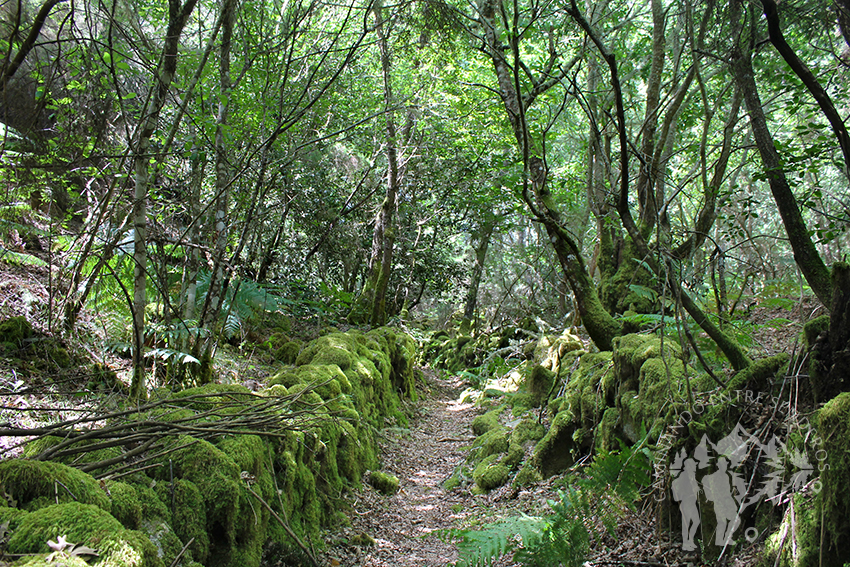 Bosque autóctono de Vilanova