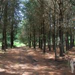 Bosque de Pinos