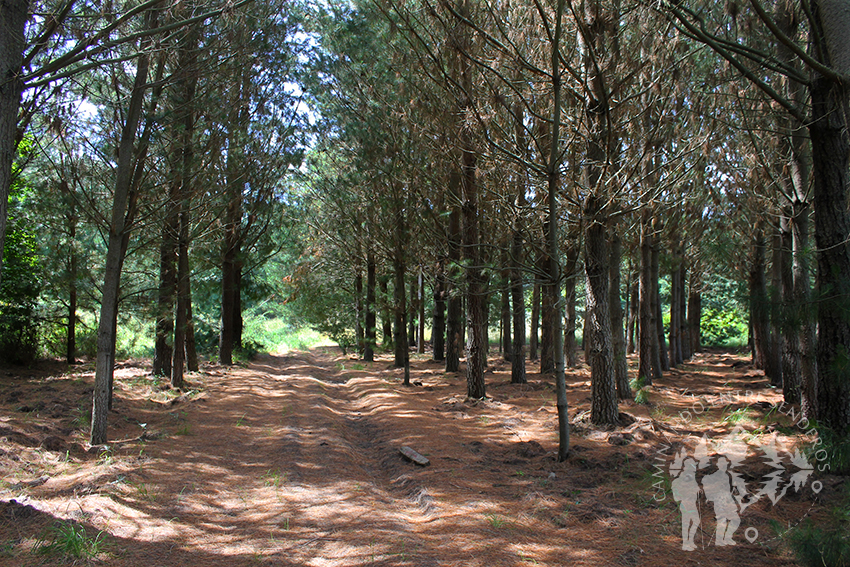 Bosque de Pinos