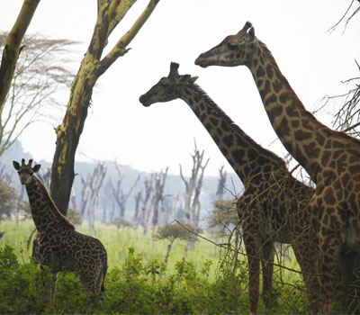 Lago Naivasha (Kenia)