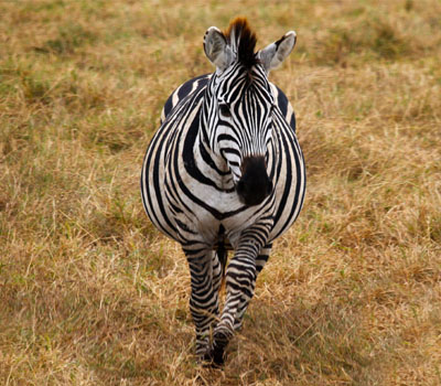 Ngorongoro (Tanzania)