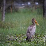 Tántalo africano (Mycteria ibis)