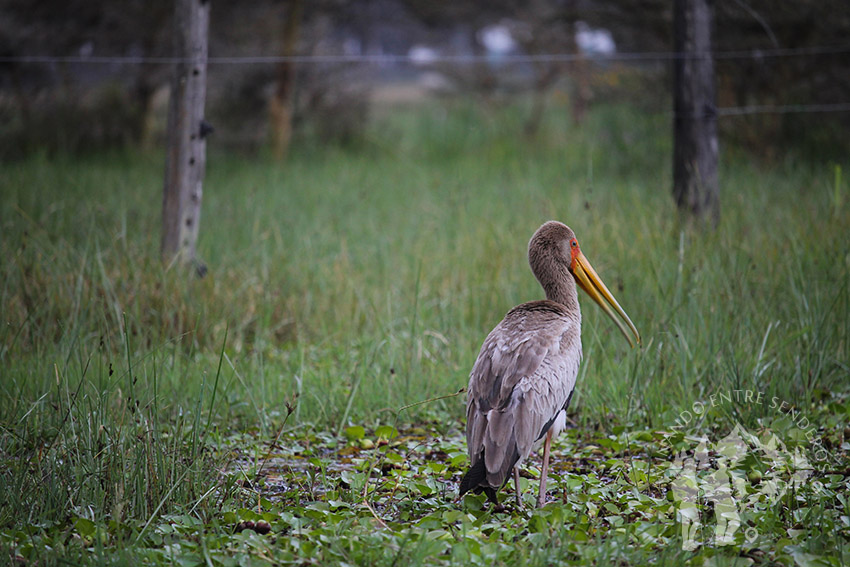 Tántalo africano (Mycteria ibis)