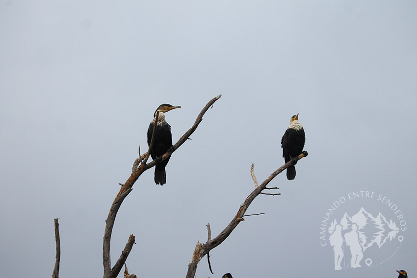 Cormoranes