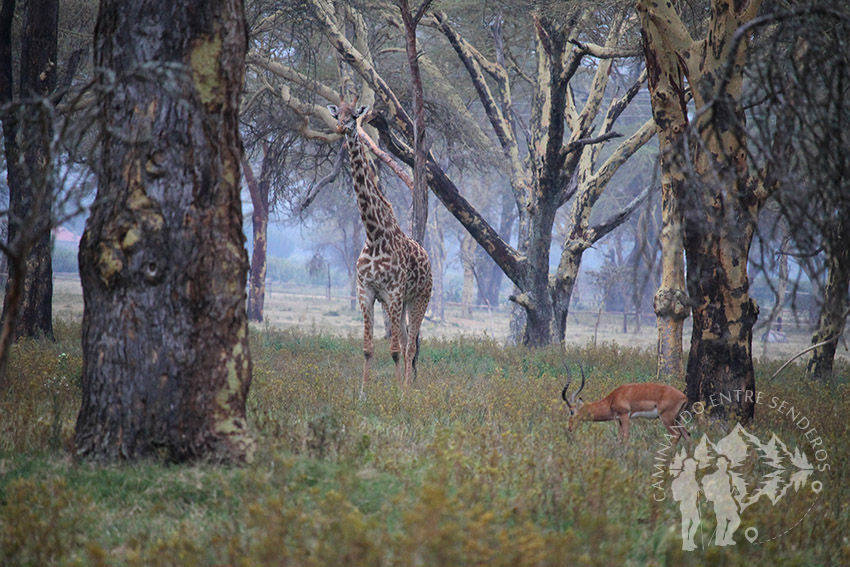 Jirafa e impala