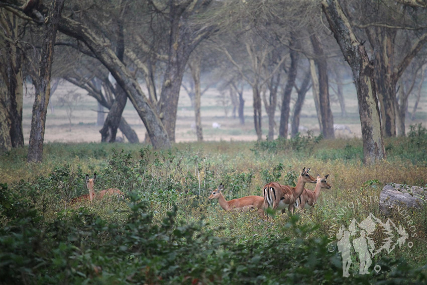 Impalas