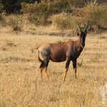 Topis (Damaliscus lunatus jimela)
