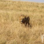 León solitario