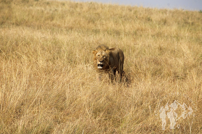 León solitario
