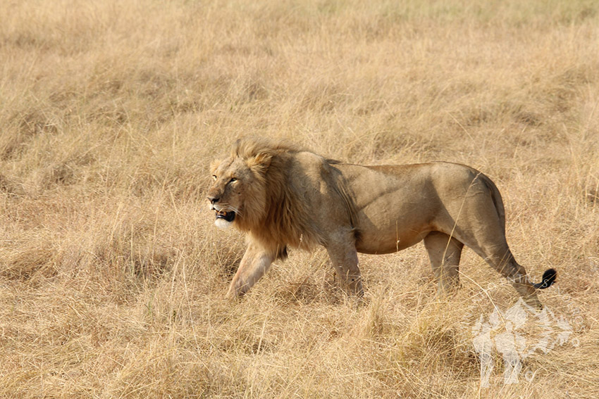 León solitario