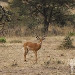 Impala