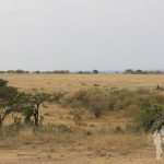 Impala
