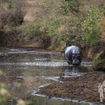 Hipopótamo (Serengueti)