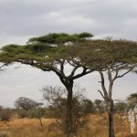 Acacias amarillas (Serengueti)
