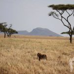 Leona comiendo (Serengueti)