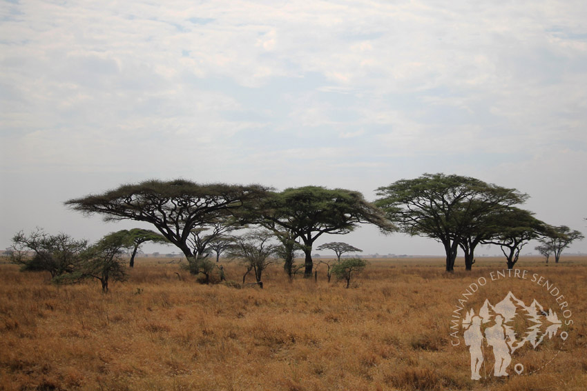 Acacias amarillas (Serengueti)