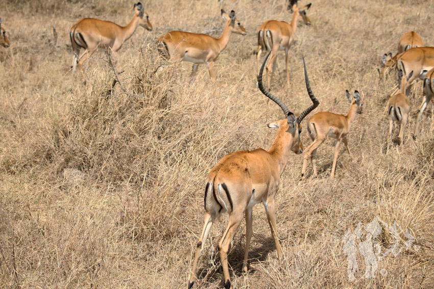 Impala (Serengueti)