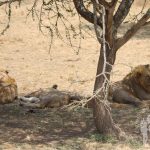 Familia de leones (Serengueti)