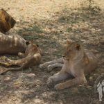 Familia de leones (Serengueti)