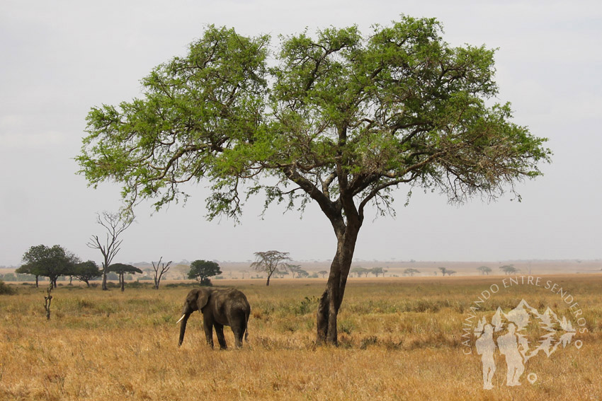 Elefante (Serengueti)