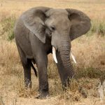 Elefante (Serengueti)