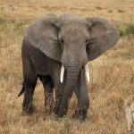 Elefante (Serengueti)