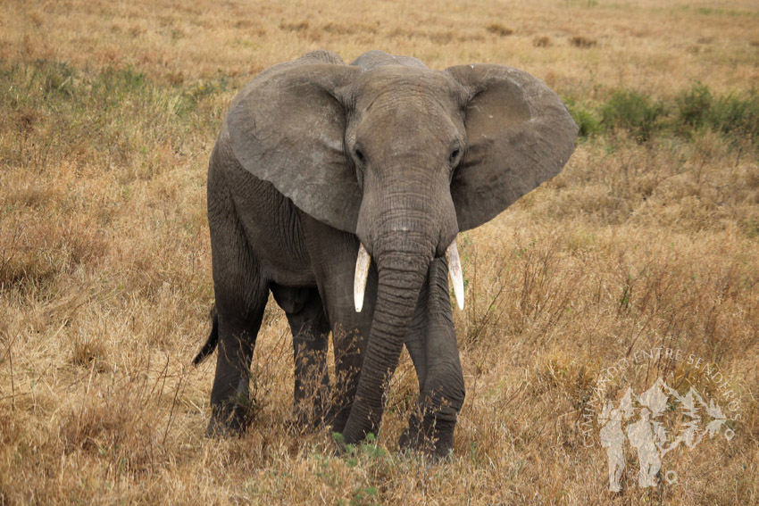 Elefante (Serengueti)