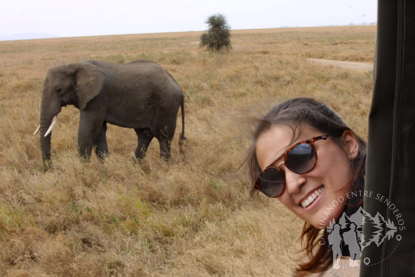 Elefante (Serengueti)