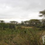 Ngorongoro (Tanzania)